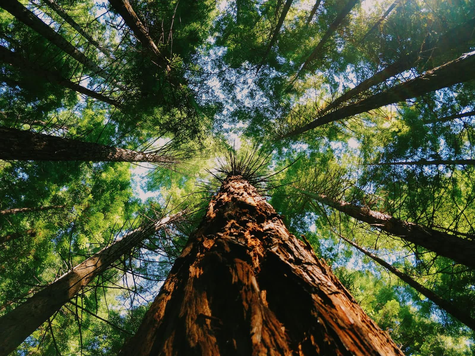 Owning Your Career Growth